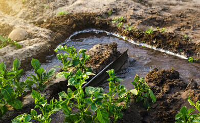 Furrow irrigation of potato plantations. Transition to more efficient irrigation technologies,...