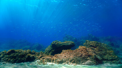 Underwater landscape