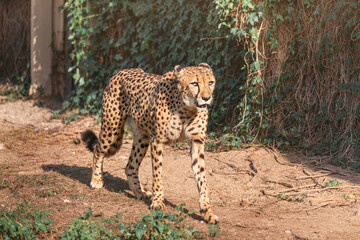 Naklejka na ściany i meble Adult cheetah walks in a zoo safari park. Beauty and strength of African big predator cats