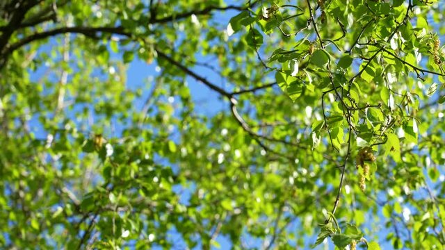 Closeup view 4k video footage of beautiful blooming with fresh green leaves birch tree branches isolated on sunny clear morning sky background. Spring seasonal majestic blossoming of spring trees