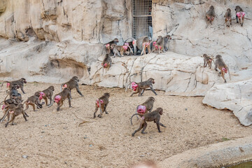 Large herd of female baboons with red swollen folds of skin around the buttocks signaling readiness for mating and conception and the alpha male leader of the pack.
