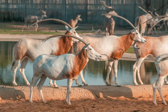 White Arabian Oryx antelope grazes near a water pond. A living symbol of the United Arab Emirates and Saudi Arabia