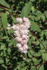 Fuzzy Deutzia (Deutzia scabra) in park