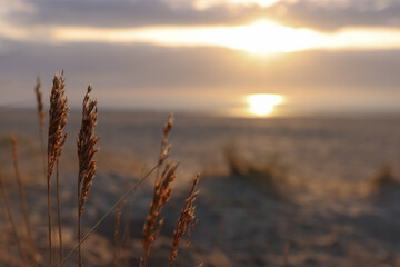 Fototapeta na wymiar Dune grass flowers at sunrise on beach