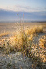 beautiful dune grass with blury background