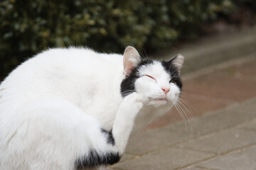 the cat is scratching itself