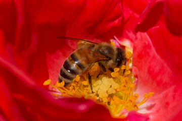 close up of bee gathering pollen inside flower