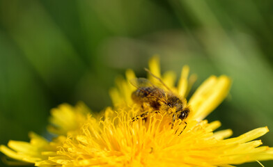 Close up of a springtime yellow blossom of the dandelion with a honey bee sitting on it looking for...