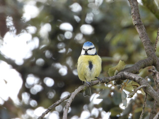 Closeup shot of a Eurasian blue tit perched on a tree branch