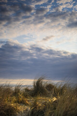 Amazing dune grass with dramatic sky