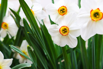 Fototapeta premium Bright spring flowers of daffodils close up in the open area. A field with wild plants.