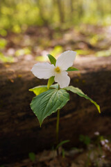 Early trillium bloom next to fallen log