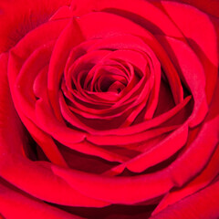 Rosa rossa (particolare)
