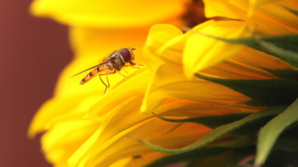 A Marmalade Hoverfly on a sunflower