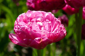 peony-flowered Tulip Pink Size, gorgeous rose-pink petals. Spring blooming in Mozirskiji Gaj park...