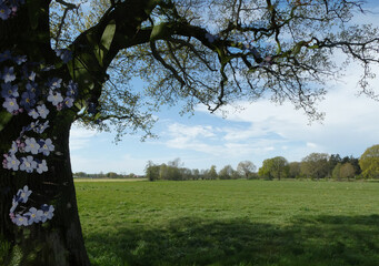 Obraz premium Double exposure. Think about nature. A spring landscape with the silhouette of a tree in front. In the tree are flowers of a forget-me-not