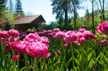 Garden peony-flowered Tulip Pink Size, beautiful rose-pink petals. Spring blooming in Mozirskiji Gaj park Slovenia. - obrazy, fototapety, plakaty