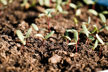 Kiełkująca roślina