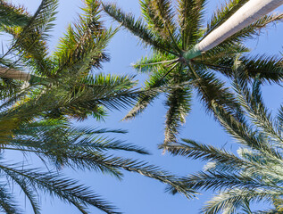 Fototapeta na wymiar high palm trees pattern on white background