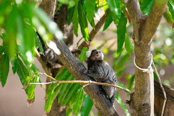 Monkey tree Brazil