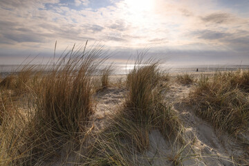 Dune grass at beach in front of dramatic sky