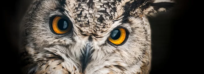 Foto op Plexiglas Een close-up van de oranje ogen van een gehoornde uil op een donkere achtergrond. Selectieve aandacht. © vladk213
