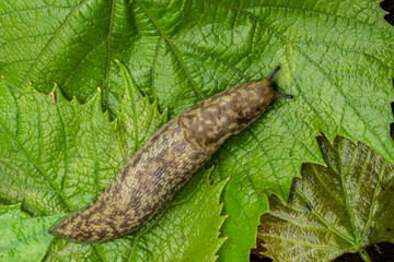 Biggest slug creeps along the green leaf of the plant.
