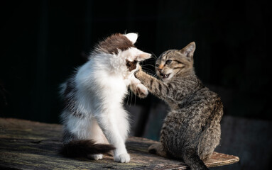 Two kittens play sitting on a dark background. Two kittens are fighting in the game.