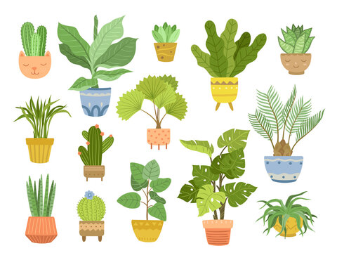 Home plant in pots. House plants, pot with green flowers. Interior houseplants, flat succulents cacti for office. Gardening exact vector set