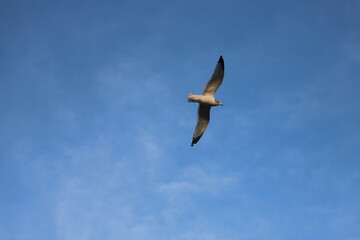 Obraz premium bird in flight
