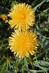 Common Dandelion (Taraxacum officinale) in meadow