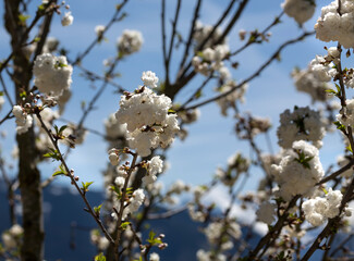 Weiß blühender Baum.