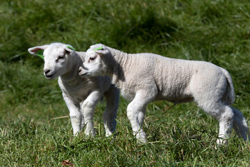 Obraz premium Two single young white lambs in the spring sun