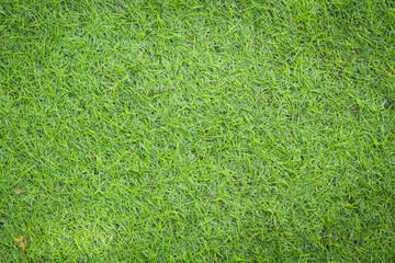 Fototapeta premium grass texture for background