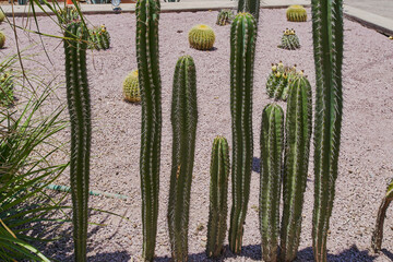 Cactus decorativos de un jardín botánico de un hotel con temática de desierto