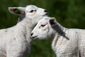 Two young lambs love each other, with their heads against each other