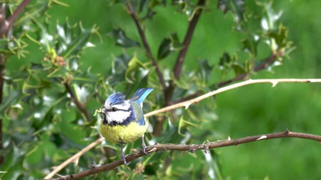 Close-up view of a blue tit holding a worm in beak  