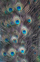 Fototapeta premium Colored feathers of a peacock