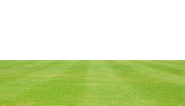 fresh green grass lawn isolated on white background © saranyoo