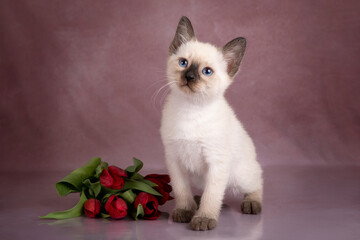 Thai kitten with red tulips on a beige background.