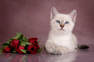 Thai kitten with red tulips on a beige background.