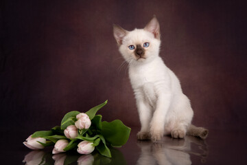 Thai kitten with pink tulips on a brown background.