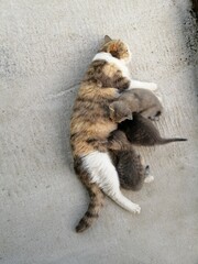 cat with kittens