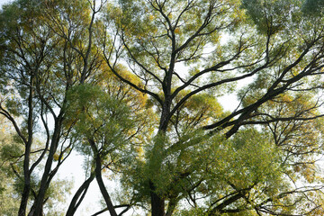 forest bottom view, crowns of trees, sky, bottom view
