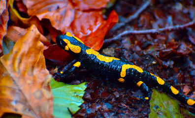 Salamandra w jesiennych liściach
