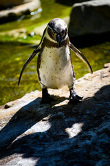 Penguin by the pond with water.