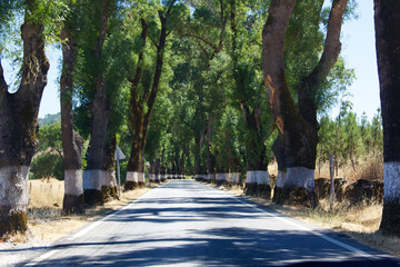 Painted path road