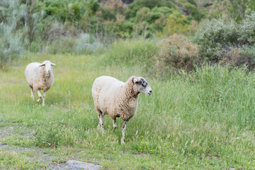 Obraz premium ovejas con el pelaje de invierno sobre la hierva de primavera 
