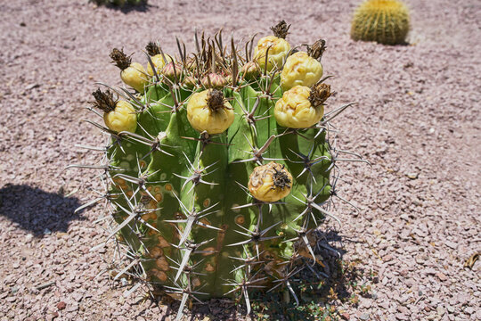 Cactus decorativos de un jard&iacute;n bot&aacute;nico de un hotel con tem&aacute;tica de desierto
