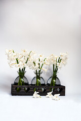 Bouquets of white Hyacinths  in small glass vases on a white background
